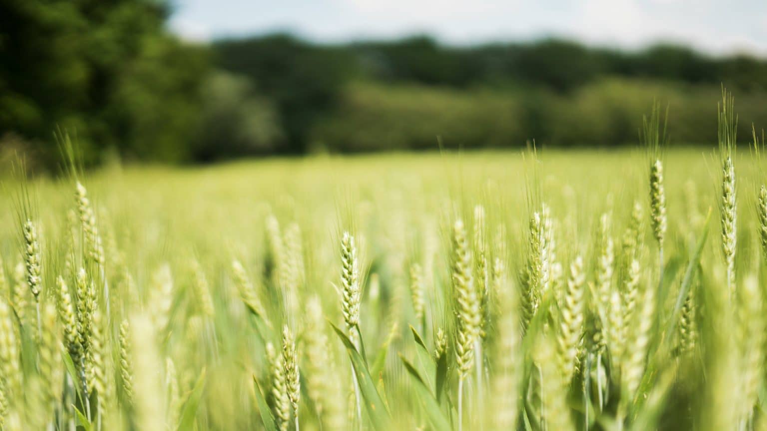 Mettre en place une stratégie de désherbage adaptée avec le ray-grass